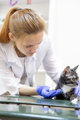 female veterinarian examining a cat in a vet clinic