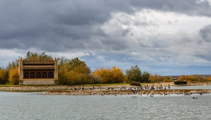 Laguna con ánsares comunes, otros patos y observatorio de aves. Reserva Natural de Lagunas de Villafáfila, Zamora, España.