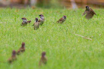sparrows come together on grass with green background
