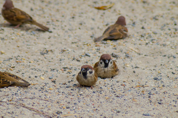 gorup of small sparrows try to inset themself in the sand for warming with sand background
