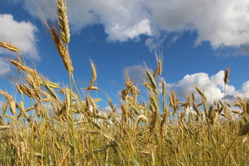 Obraz premium nature field sky grass agriculture