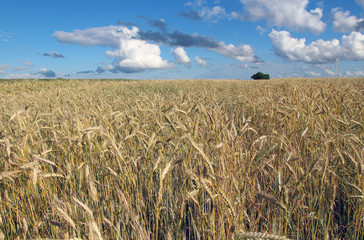field of wheat sky nature