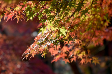 紅葉の季節