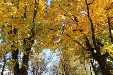 tree in autumn nature fall