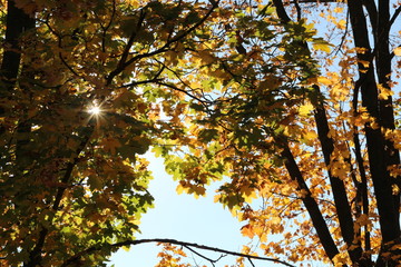 tree in autumn nature fall