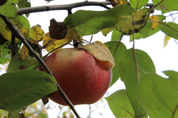 apple fruit tree nature