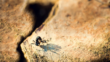 Small ant attacking large ant