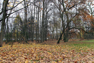 autumn tree nature forest fall