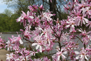 flower spring tree