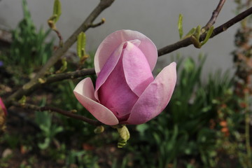 flower spring tree magnolia
