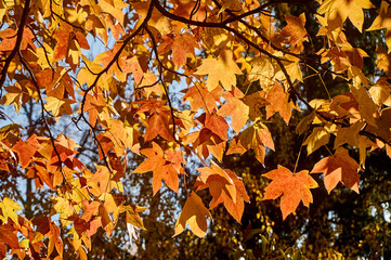 Autumn yellow and gold leaves Liquidambar styraciflua, Amber tree against the blue sky. A close-up of an Amber leaf in focus against a background of blurry leaves.