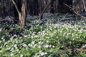 flower nature spring forest 