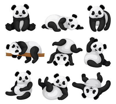 Flat vector set of adorable panda in different poses. Funny bamboo bear. Exotic animal