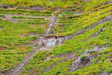 View vineyards, grapes, cottages and transport rails along river Sil.