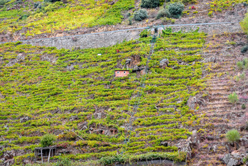 View vineyards, grapes, cottages and transport rails along river Sil.