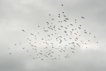 Flock silhouette of black birds flying in cloudy grey weather.