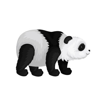 Flat vector icon standing fluffy panda, side view. Exotic animal. Black and white bamboo bear