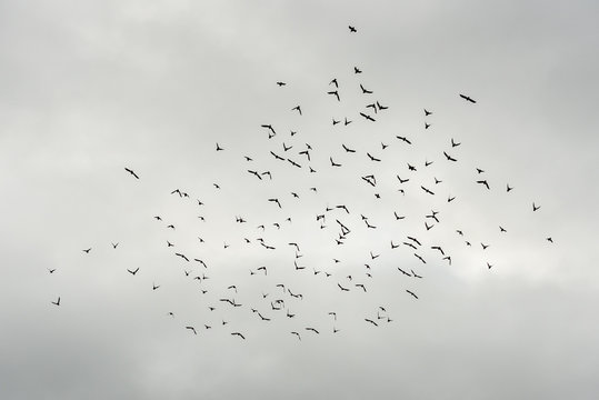 Flock silhouette of black birds flying in cloudy grey weather.