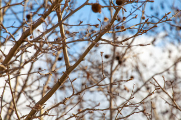Platanus Occidentalis in winter