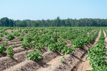 Fototapeta na wymiar Germination of potato in agricultural field.