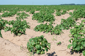Germination of potato in agricultural field.