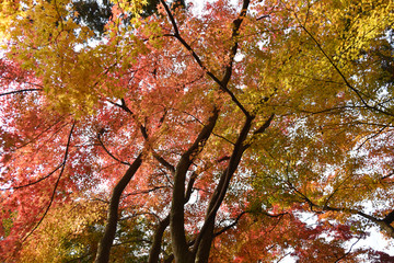 紅葉の秋