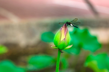 A dragonfly and lotus