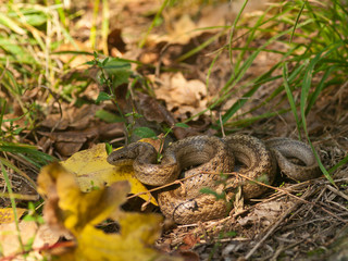 Naklejka na ściany i meble Smooth snake (Coronella austriaca) in a grass with head on yellow leaf. Autumn in Czech Republic.