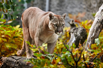 Portrait of Beautiful Puma in autumn forest. American cougar - mountain lion, striking pose, scene in the woods, wildlife America © Baranov