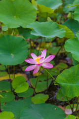 Pink lotus green lotus leaf