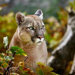Portrait of Beautiful Puma in autumn forest. American cougar - mountain lion, striking pose, scene in the woods, wildlife America
