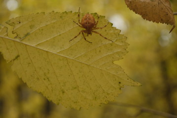 spider on leaf