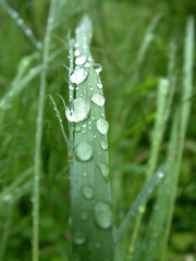 Grass mit Wassertropfen