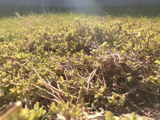 grass