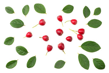 red berries with green leaves isolated on white background. top view