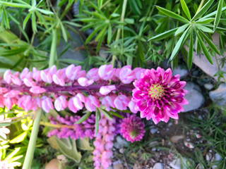 Beautiful pink purple white yellow lupins flower and lake mountain background in New Zealand lake Tekapo with green grass during sunset