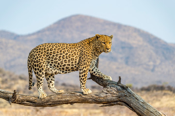 The Leopard in Namibia