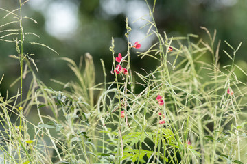 Small Crimson grass flower or Phaseolus semierectus plant is a legume weed with red flowers