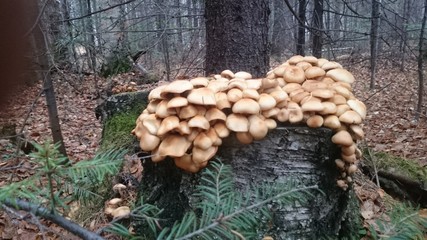 mushrooms