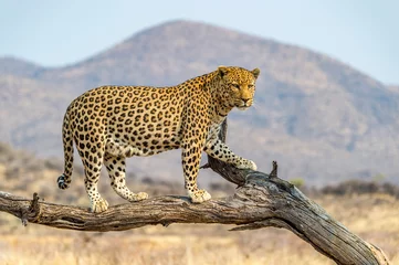 Stickers pour porte Léopard Le léopard en Namibie