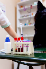 female veterinarian examining a dog in a vet clinic