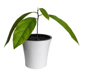Young tree of avocado in a flowerpot on a white background. Sprout with leaves.