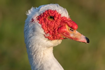 Muscovy duck on pond