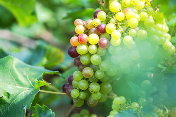 Vineyard with white wine grapes in countryside, Sunny bunches of grape hang on the vine