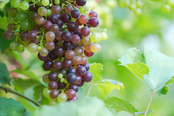 Vineyard with ripe grapes in countryside, Purple grapes hang on the vine