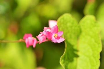 Fototapeta premium star pink flower on tree / small pink wild flower
