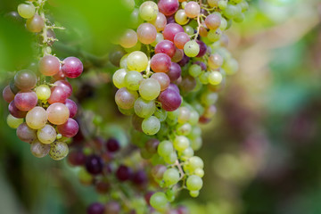 Vineyard with white wine grapes in countryside, Sunny bunches of grape hang on the vine