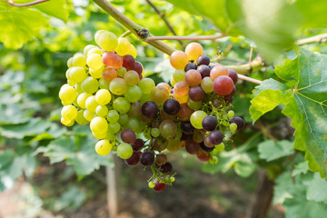 Vineyard with white wine grapes in countryside, Sunny bunches of grape hang on the vine
