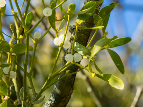 Gros plan sur les petites baies du gui de couleur blanc, vitreux