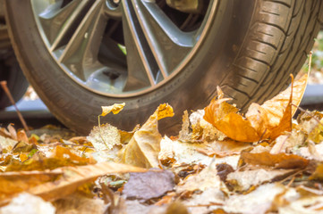 Crispy autumn leaves crushed under the tyre of a car